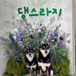 댕스라지