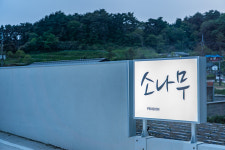 소나무