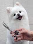 까까펫살롱