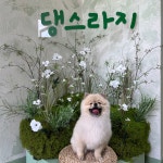 댕스라지