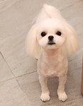 이마트24시편의점(태안연포) | 24시 반려동물 편의점 아무도없개 고덕신도시점