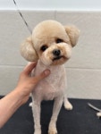 까까펫살롱