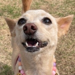 털로덮인친구들 경주키녹점