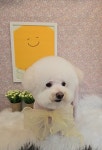 쁘띠몽몽
