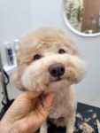 내사랑댕댕이