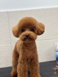 까까펫살롱