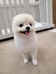 내사랑댕댕이
