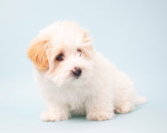 아이윌24시동물병원