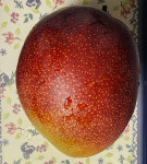 제주감귤농장 제주다움