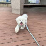 퍼피글랫