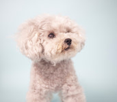 아이윌24시동물병원