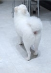 댕글하우스