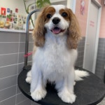 티몬이네 목욕탕