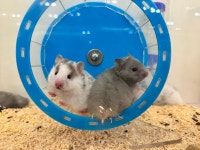 골든햄스터 분양 달빛햄스터리