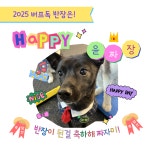 버프독 애견유치원 독피트니스 강아지유치원 버프탕