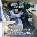 두리펫택시