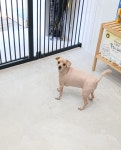 이뿌개