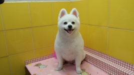 코코네 반려견 미용실