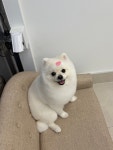 디어마이몽