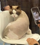 고양이미용실냥빨
