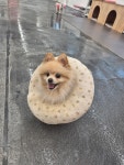 멍댕이 애견유치원