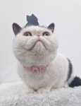 투냥