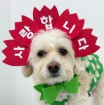 귀여운개최고애견유치원