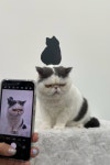 투냥