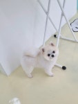 바우와우 펫살롱