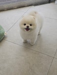 와따몽