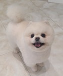 몽까듀