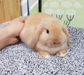 컴페니언펫