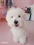 멍멍애견미용