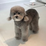디어아공