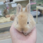 컴페니언펫