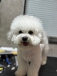 부산애견호텔 댕스스쿨