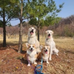 베버리독스 애견호텔유치원