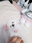 베벌리도그 애견호텔
