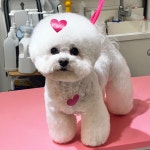 디어아공