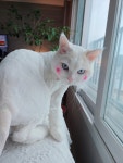 고양이 무마취미용 나의캣