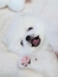 베벌리도그 애견호텔