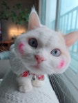 고양이 무마취미용 나의캣