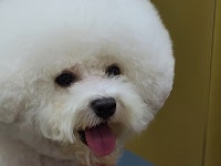 강아지미용실_편안