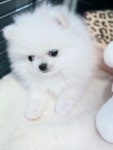 베벌리도그 애견호텔