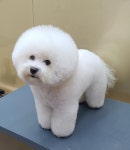 강아지미용실_편안