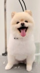 루체펫