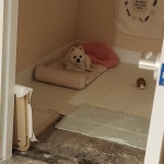 멍그니엘 애견호텔 서울강동점