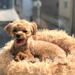 켈리독 강남 애견호텔 애견유치원
