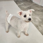 멍그니엘 애견호텔 서울강동점