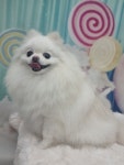 멍멍샵